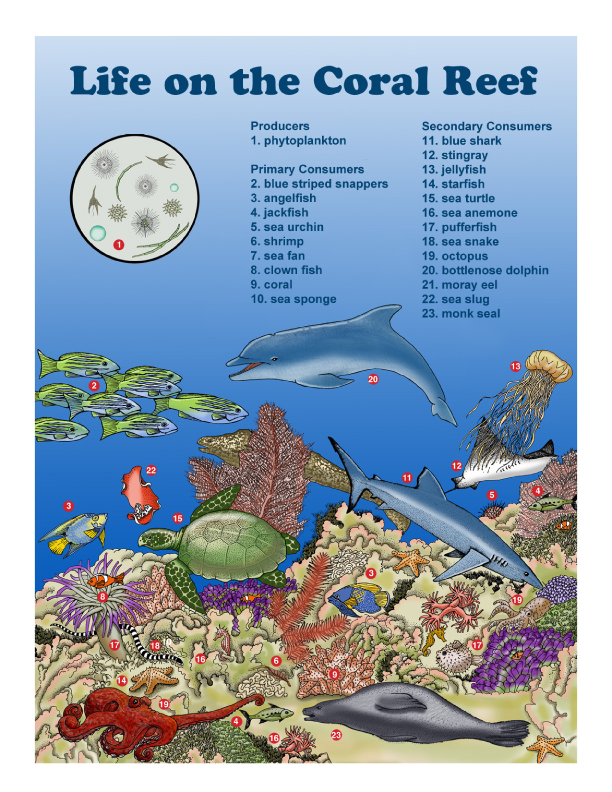 Grade 2 - 2-LS4 Biological Evolution: Unity and Diversity